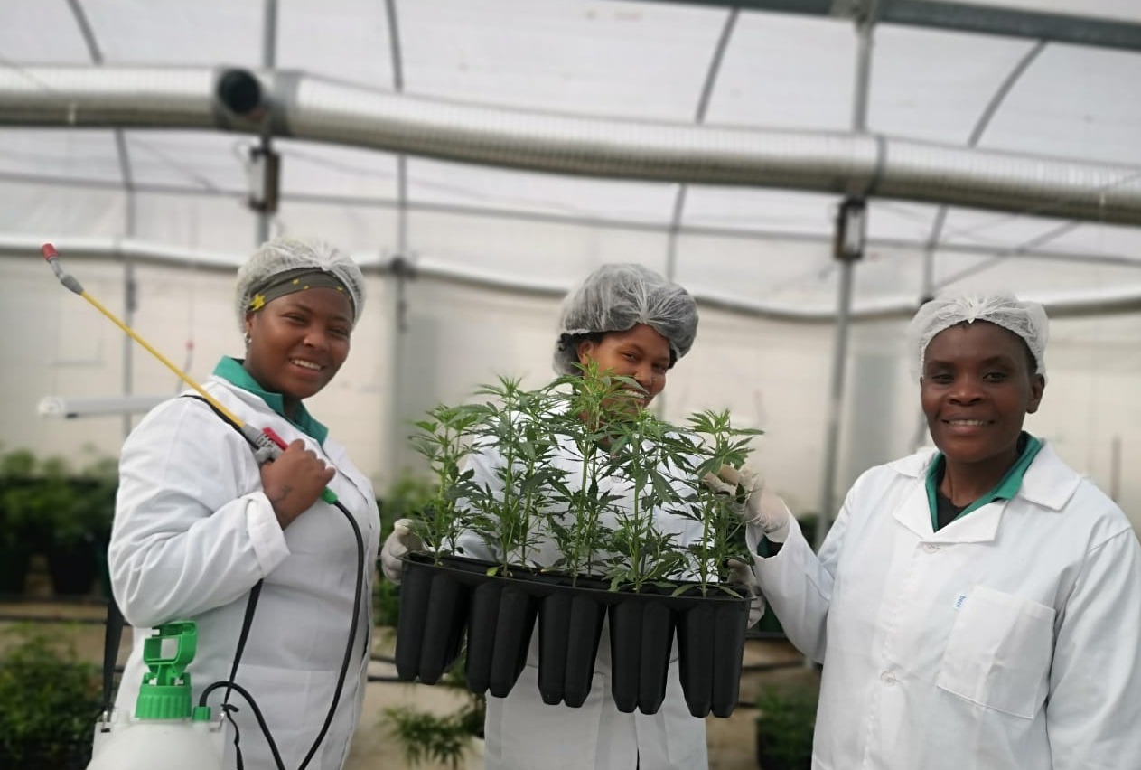 Cannsun Medhel cannabis pharmaceutical farm