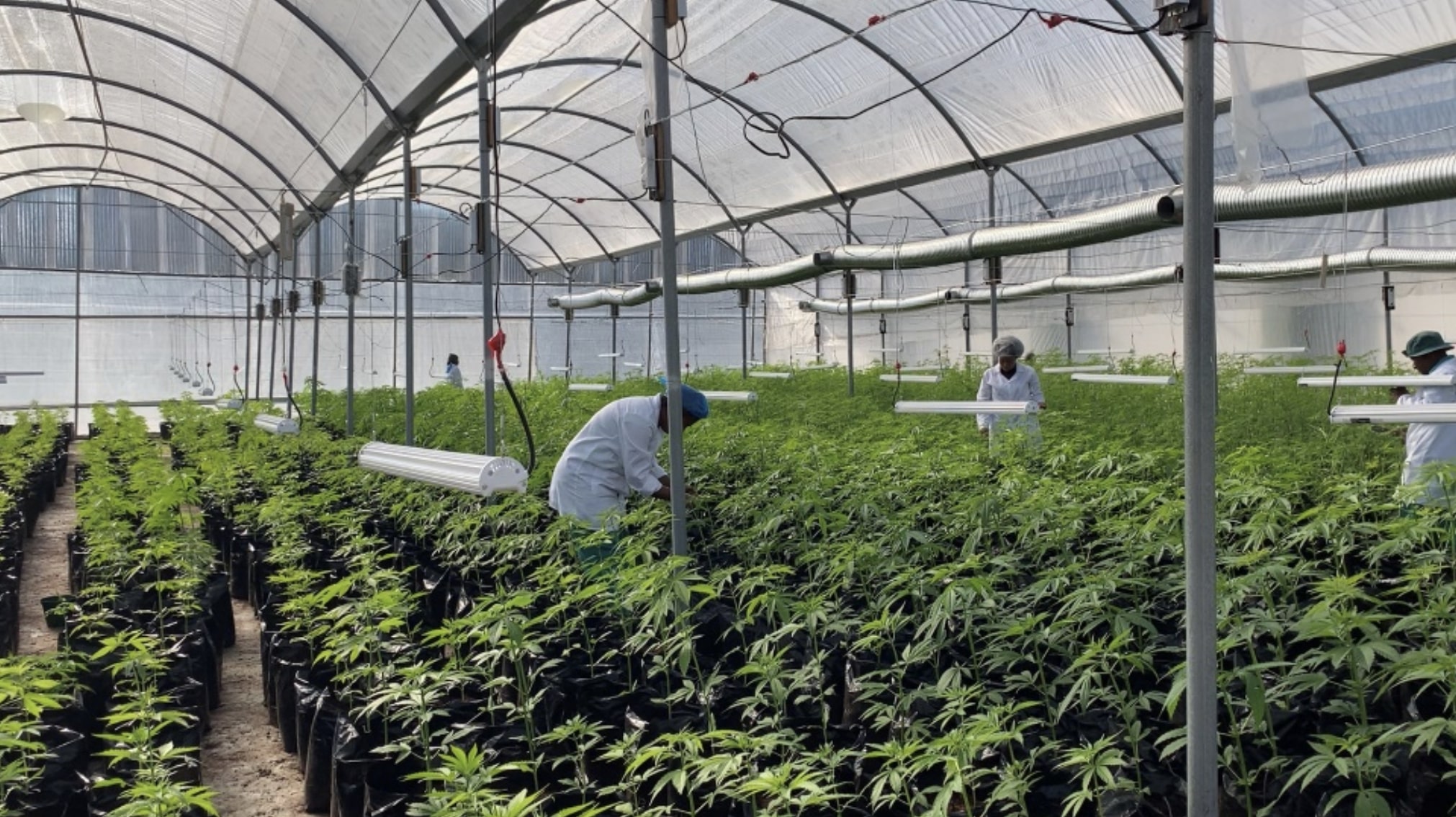 Cannsun Medhel cannabis pharmaceutical farm